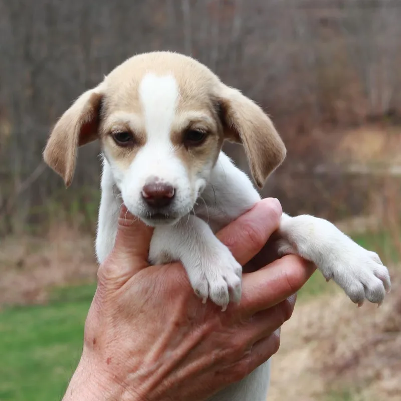 A baby medium-sized male White / Cream Jack Russell Terrier dog named Ct Blue for adoption in Stormville, NY