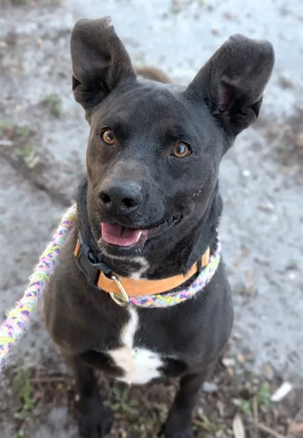 An adult medium-sized male Mixed Breed dog named Artemis for adoption in Jacksonville, FL