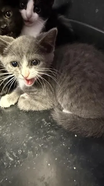 Piper