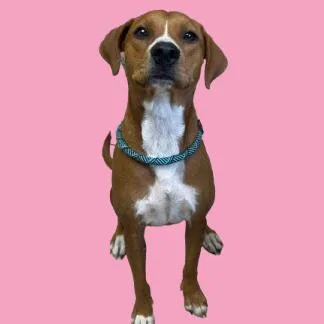 An adult medium-sized female Red / Chestnut / Orange Hound dog named Flurry for adoption in Tuscaloosa, AL