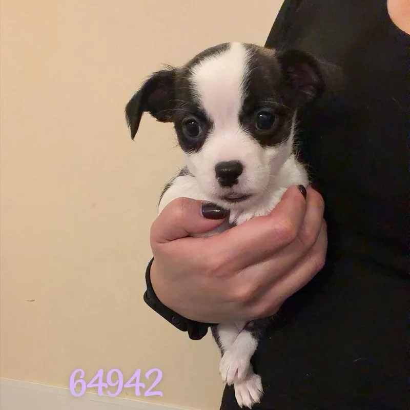 A baby small-sized female Brindle Boston Terrier dog named Dixie for adoption in Chico, CA