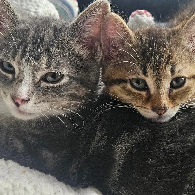 A baby medium-sized female Tabby (Brown / Chocolate) Domestic Short Hair cat named Canary for adoption in Chicago, IL