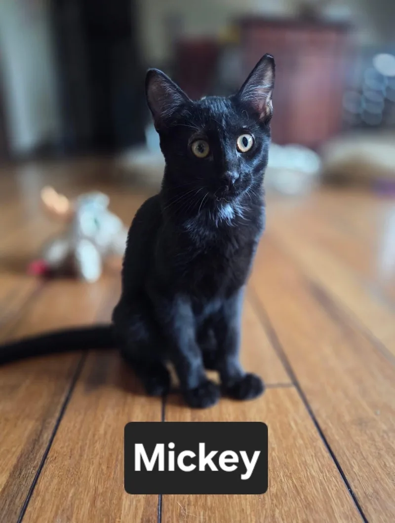 Mickey