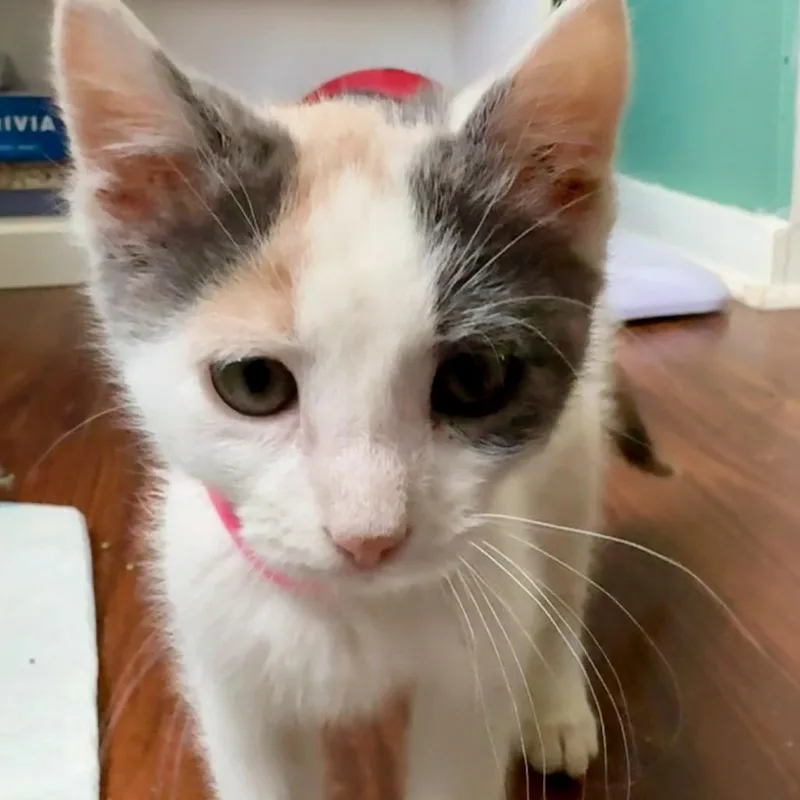 A baby small-sized female White Domestic Short Hair cat named Princess Leia for adoption in Rochester, MN