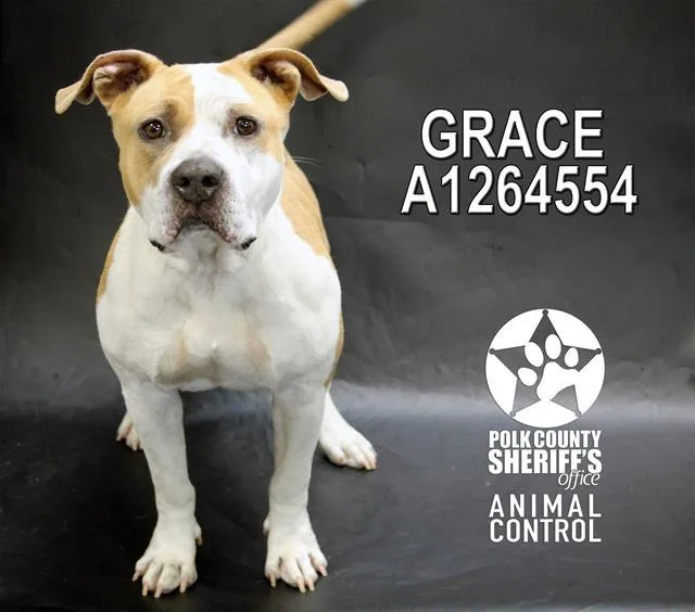 An adult medium-sized female American Bulldog dog named Grace for adoption in Winter Haven, FL