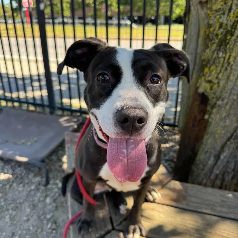 A young medium-sized female Black Pit Bull Terrier dog named Dani California for adoption in Buffalo, NY