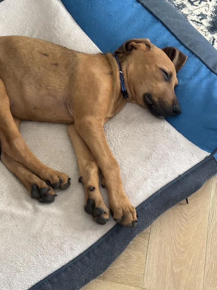 A baby medium-sized male Coonhound dog named Juno for adoption in Richardson, TX