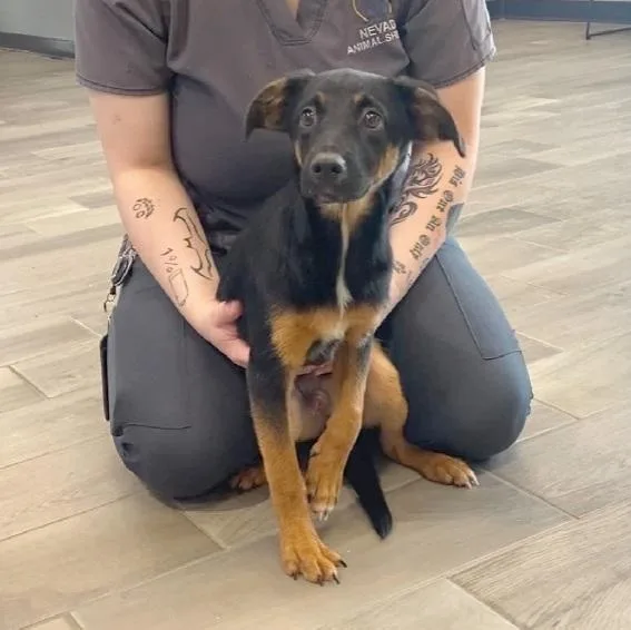 A young small-sized male Terrier dog named Bart for adoption in Nevada, MO