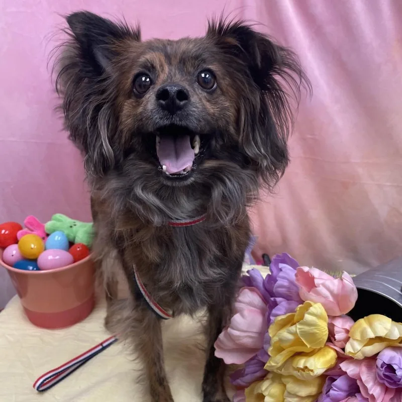 An adult small-sized male Brown / Chocolate Papillon dog named Jack Vt for adoption in Las Vegas, NV