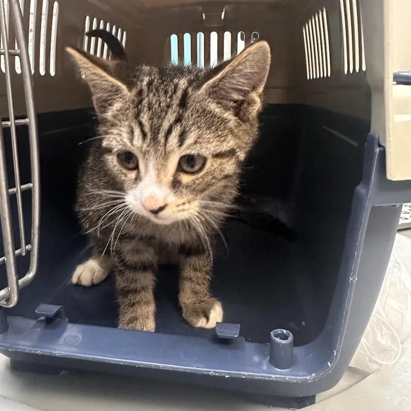 A baby small-sized male Brown / Chocolate Domestic Short Hair cat named Dave for adoption in Newark, NJ