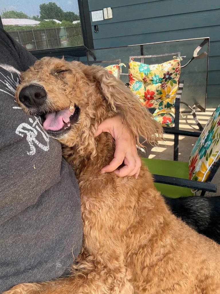 An adult large-sized female Poodle dog named Hazel for adoption in Bloomfield, CT