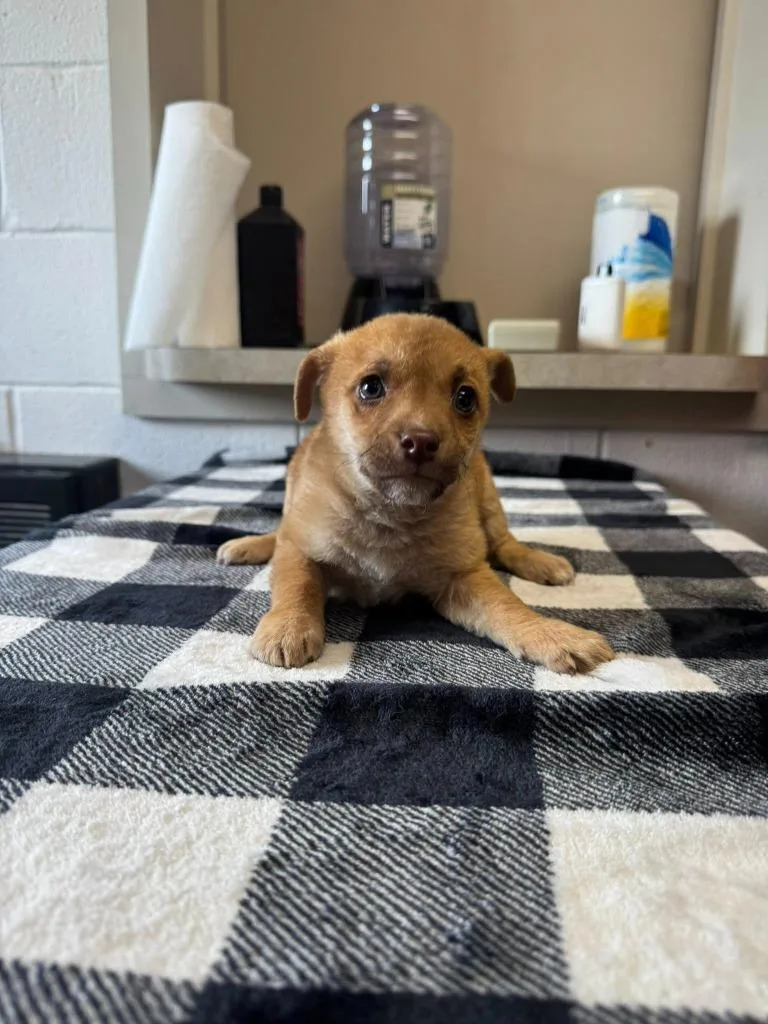 A baby medium-sized female Mixed Breed dog named Bonnie for adoption in Marion, OH