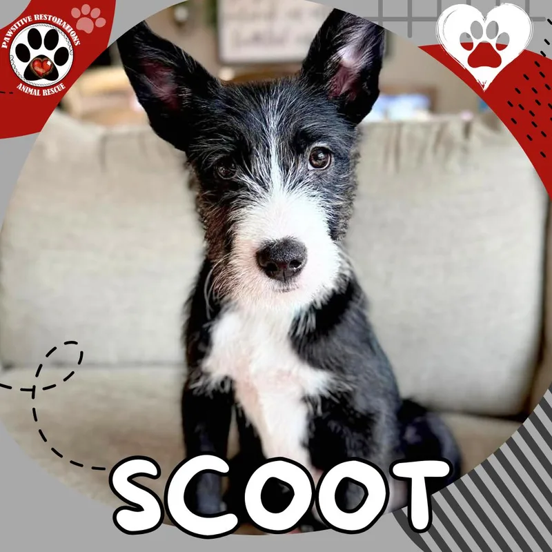 A baby medium-sized male Black Standard Schnauzer dog named Scoot for adoption in Aurora, CO
