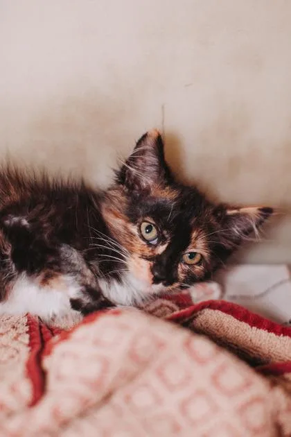 A young small-sized female Domestic Short Hair cat named B Wilma for adoption in North Charleston, SC