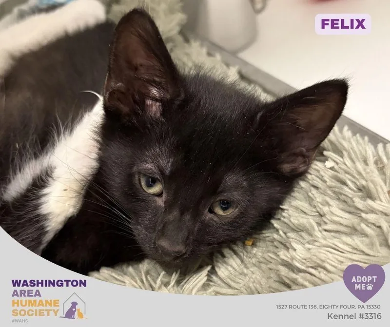 A baby small-sized male Black Domestic Short Hair cat named Felix for adoption in Eighty Four, PA