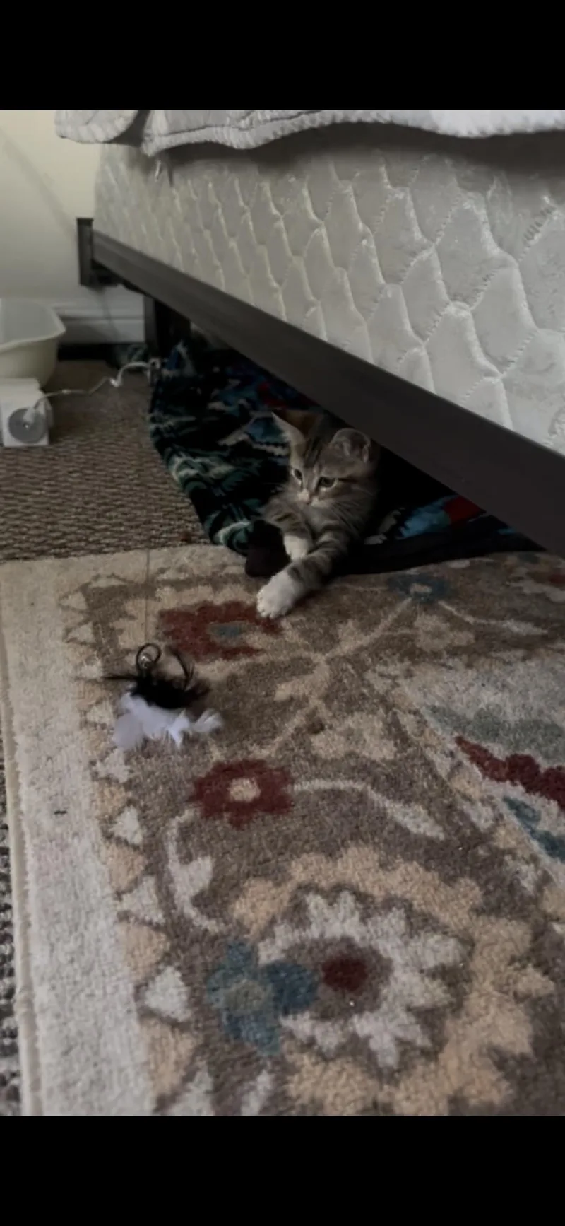 A baby small-sized male Tabby (Brown / Chocolate) Domestic Short Hair cat named Bean for adoption in Hayward, CA