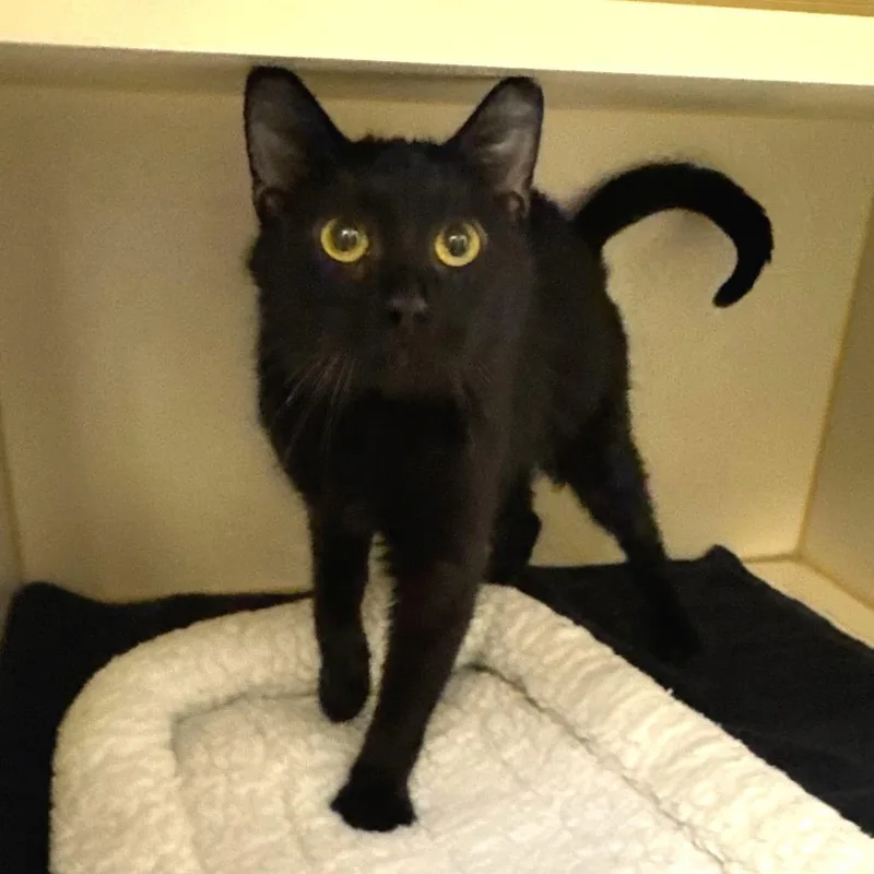 An adult medium-sized female Black Domestic Short Hair cat named Snowball for adoption in Dayton, OH
