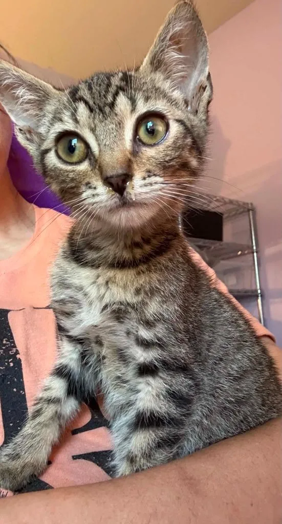 A baby small-sized male Domestic Short Hair cat named Scout for adoption in Newnan, GA