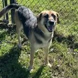 An adult medium-sized female Mixed Breed dog named Asher for adoption in Dubuque, IA
