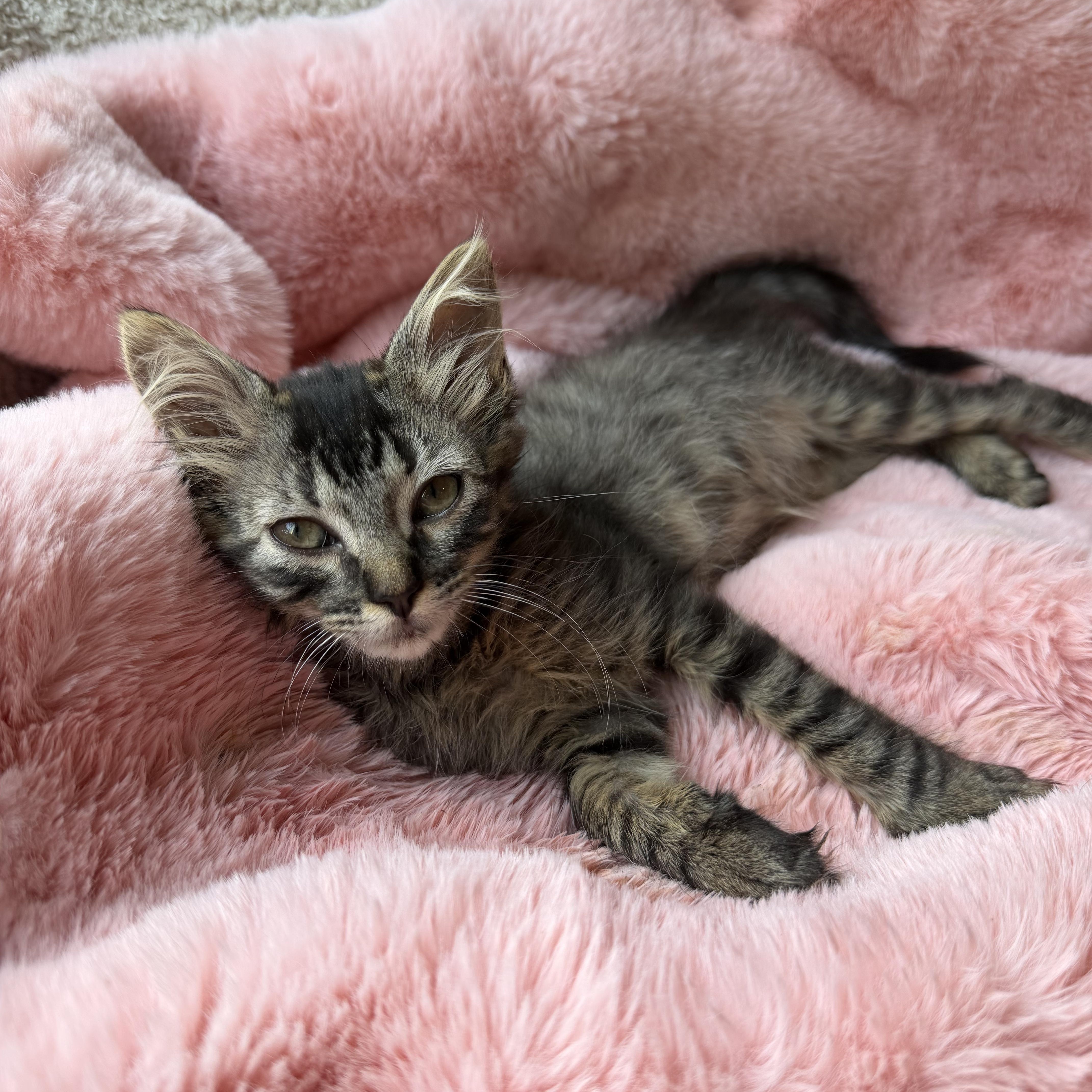 A baby medium-sized female Domestic Long Hair cat named Monica for adoption in Danville, VT