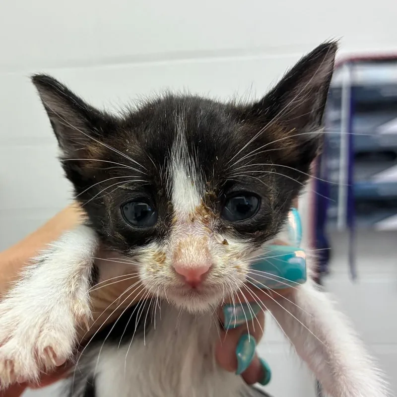 A baby small-sized female Black Domestic Short Hair cat named Alabama for adoption in Corpus Christi, TX