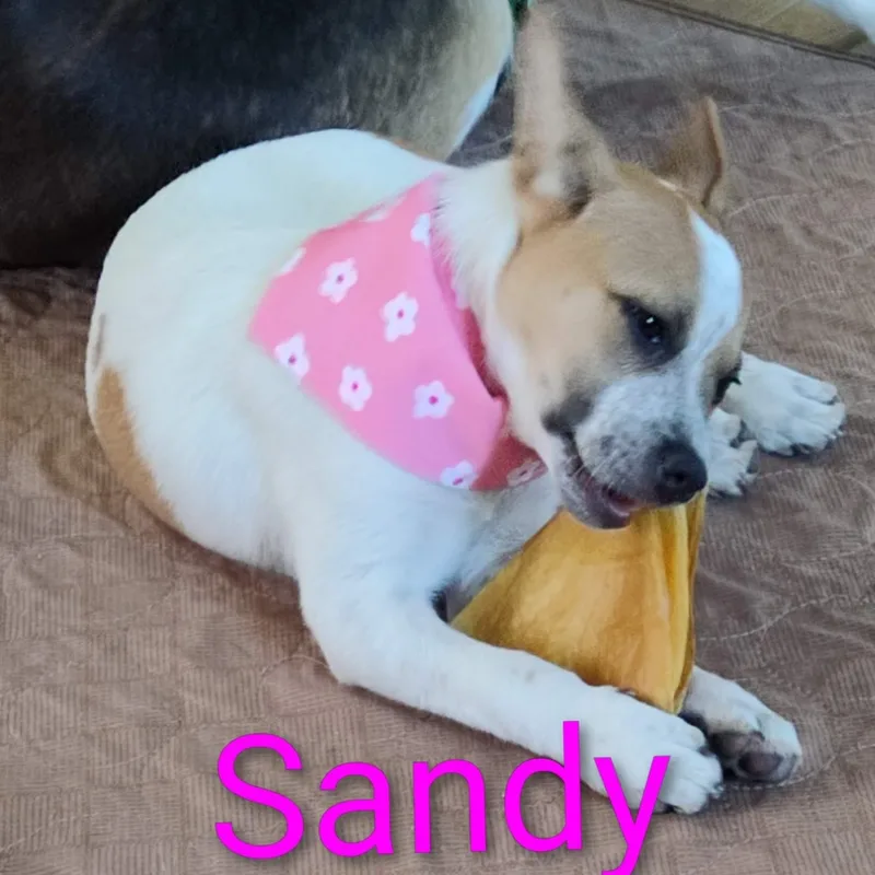 A baby medium-sized female White / Cream Australian Cattle Dog / Blue Heeler dog named Sandy for adoption in Watertown, WI