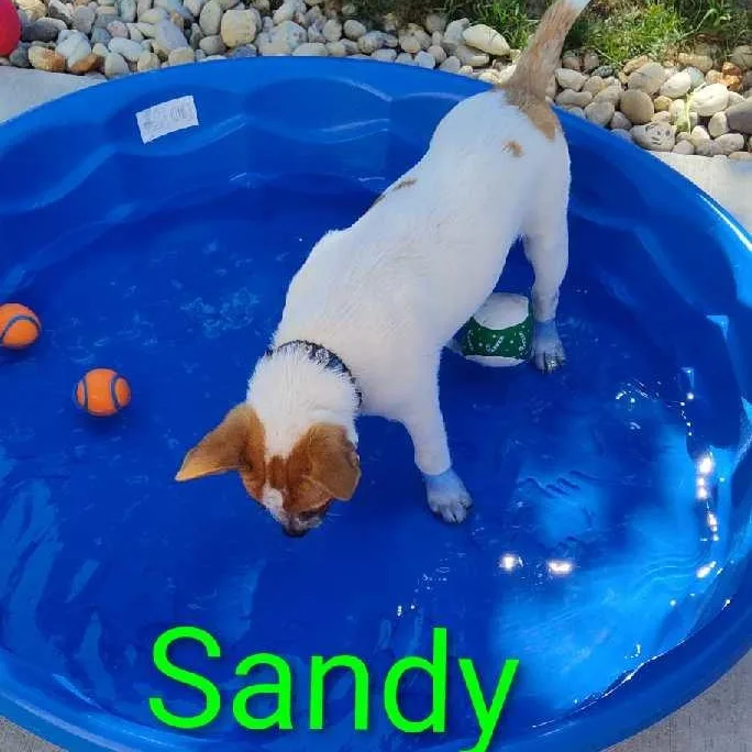 Sandy thumbnail 3