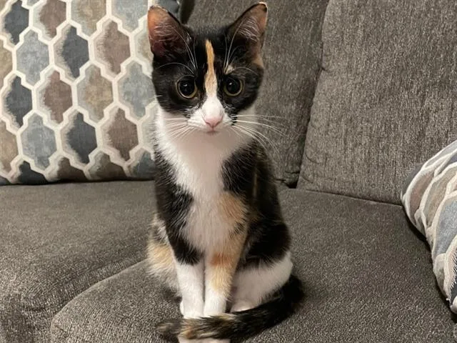 A young medium-sized female Domestic Short Hair cat named Ivy for adoption in Fort Wayne, IN