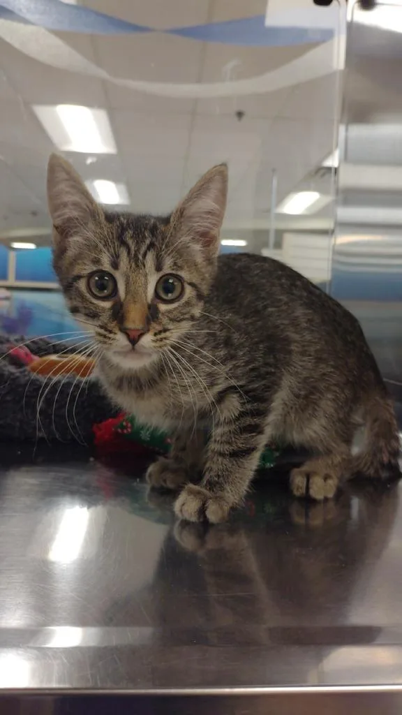 A baby small-sized male Domestic Short Hair cat named Kiko for adoption in Corpus Christi, TX