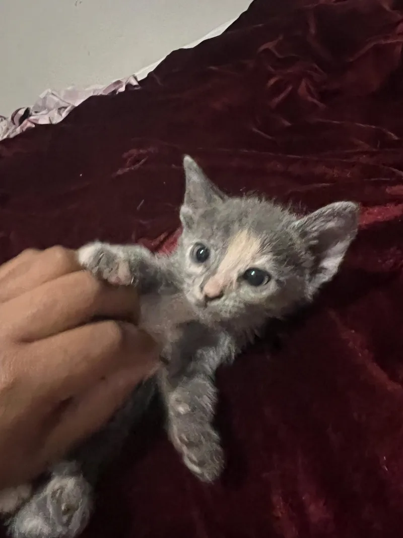 A baby small-sized female Gray / Blue / Silver Domestic Short Hair cat named Abigail C Ingram for adoption in Saunderstown, RI