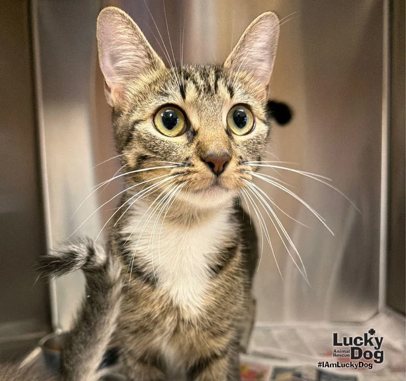 An adult medium-sized female Domestic Short Hair cat named Roseanne for adoption in Washington, DC