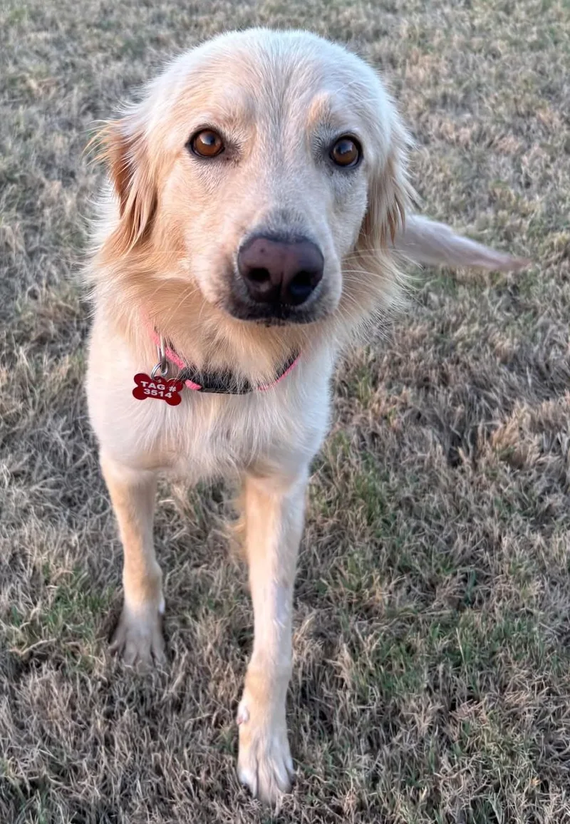 A young large-sized female Golden Retriever dog named Honeybear for adoption in Kiowa, OK