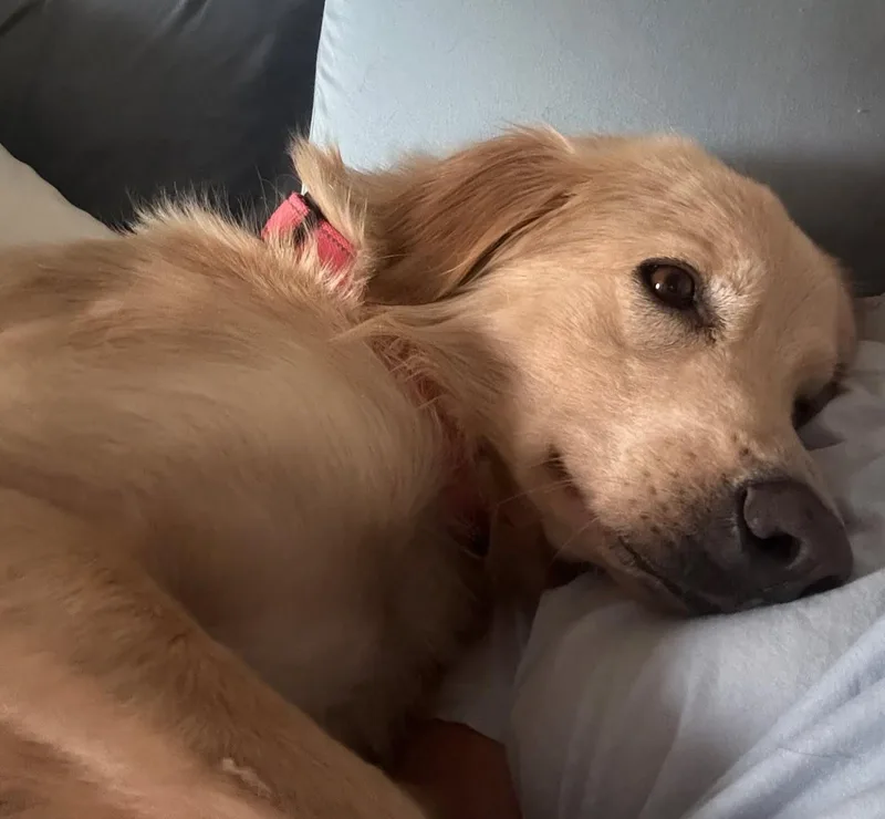 Honeybear thumbnail 6