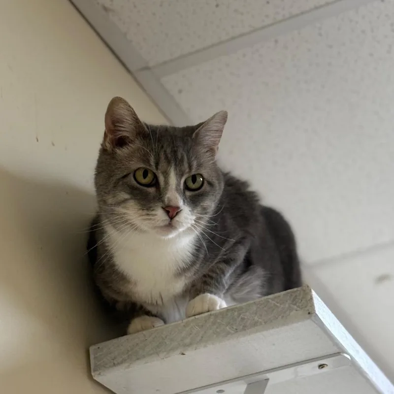 A senior large-sized female Gray / Blue / Silver Domestic Short Hair cat named Lola for adoption in Naperville, IL