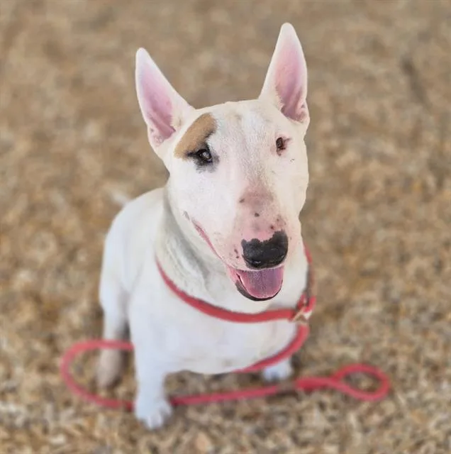 An adult medium-sized male Bull Terrier dog named Primo for adoption in Albuquerque, NM