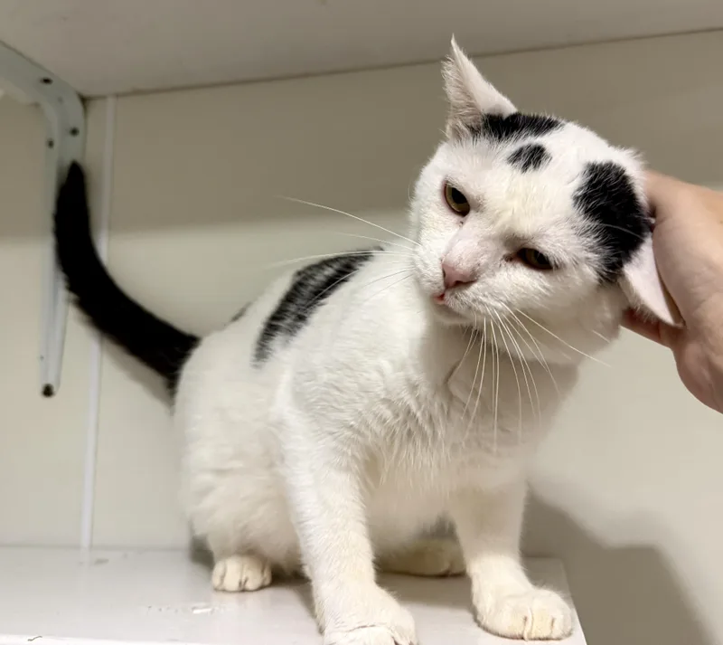 A young medium-sized male Black & White / Tuxedo Domestic Short Hair cat named Bubba for adoption in Ashland, OH
