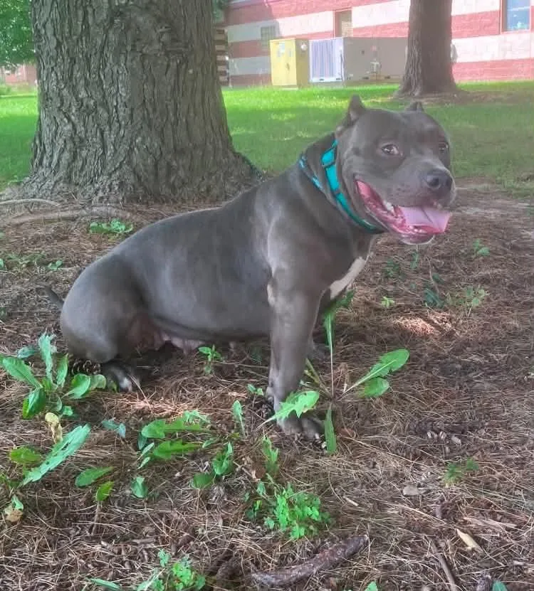 An adult medium-sized female Gray / Blue / Silver Pit Bull Terrier dog named Blue for adoption in Springfield, IL