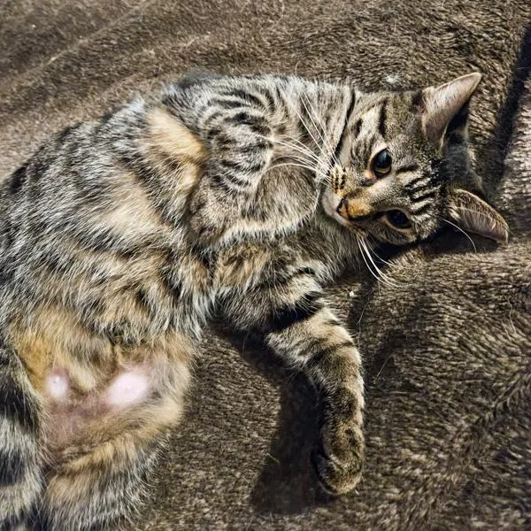 An adult medium-sized female Domestic Short Hair cat named Freya Bonded Buddy for adoption in Des Moines, IA