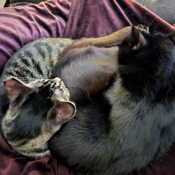 Freya  Bonded Buddy thumbnail 2