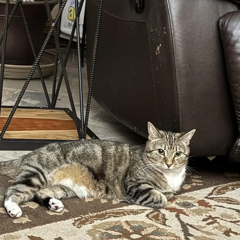 Minervaa Greek Goddess! thumbnail 2