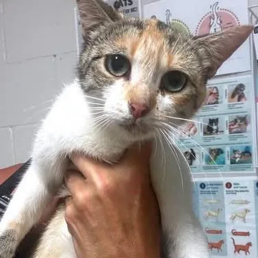A young medium-sized female White Domestic Short Hair cat named Layla for adoption in Washington, DC