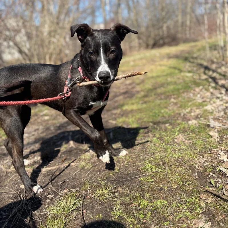 A young medium-sized male Black Mixed Breed dog named Ollie for adoption in Grand Rapids, MI
