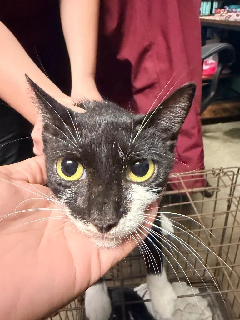 A young medium-sized female American Shorthair cat named Magpie for adoption in Rockport, TX