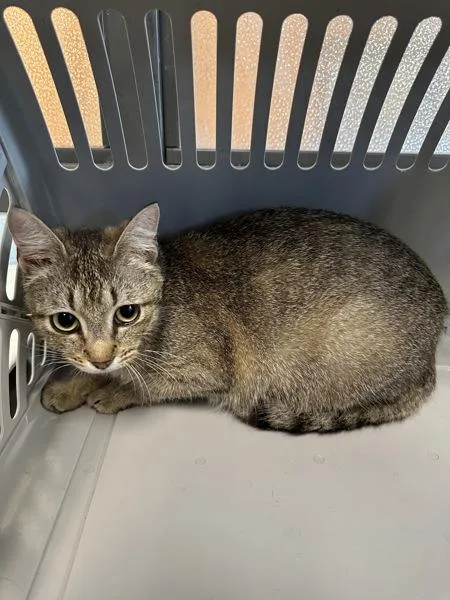 A young medium-sized female Domestic Short Hair cat named Nf for adoption in Lawrenceville, GA