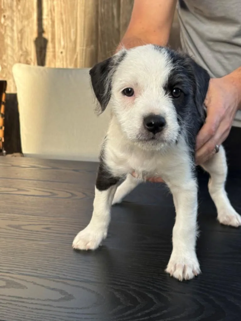 A baby small-sized female Staffordshire Bull Terrier dog named Lala for adoption in Santa Cruz, CA