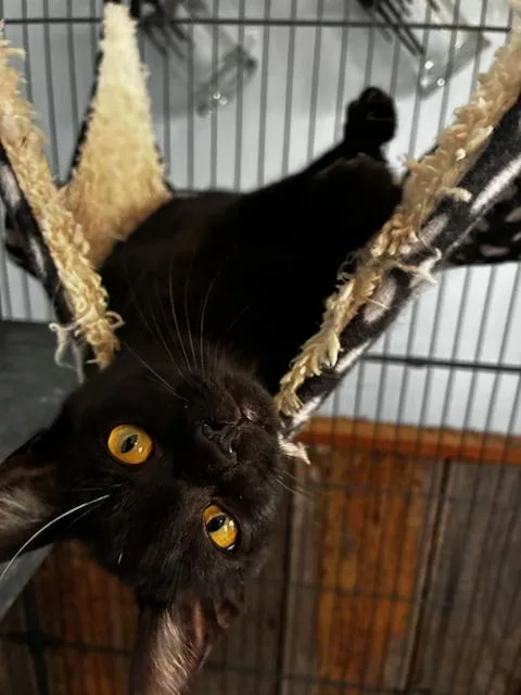 A young medium-sized female Domestic Short Hair cat named Violet for adoption in Bardstown, KY