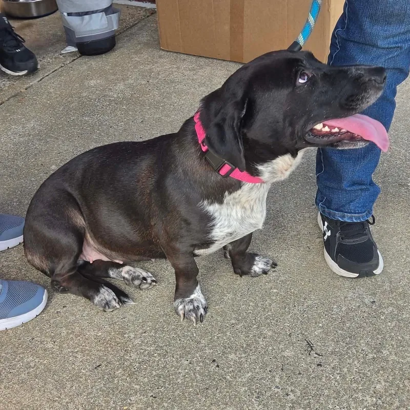 An adult medium-sized female Black Labrador Retriever dog named Charity for adoption in Buford, GA
