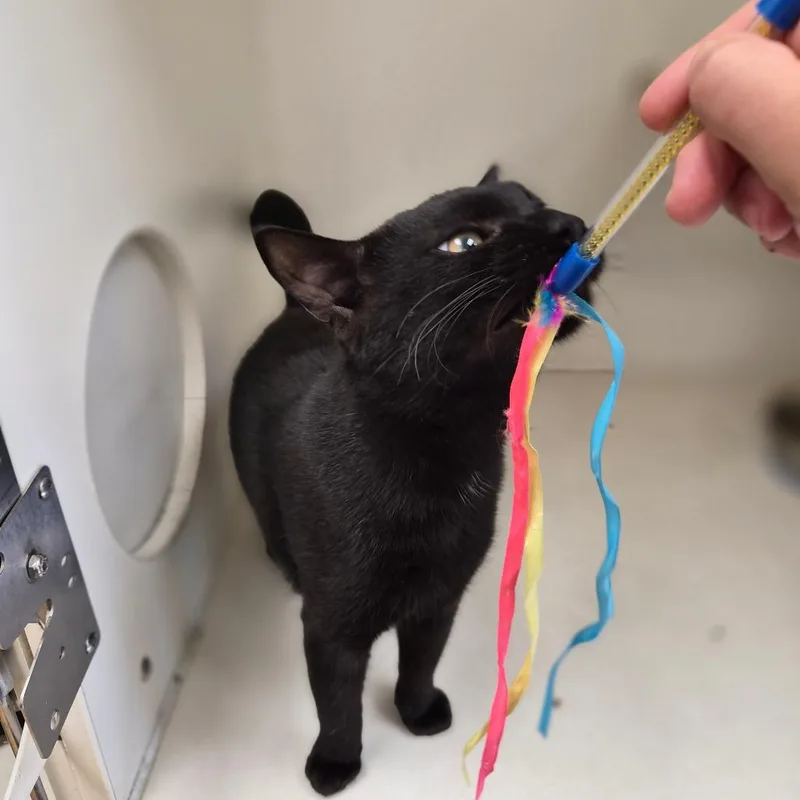 A young medium-sized male Black Domestic Short Hair cat named Bean for adoption in Woodstock, IL