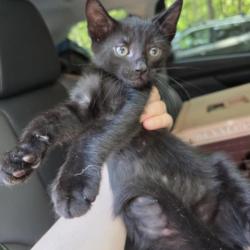 A baby medium-sized male Black Domestic Short Hair cat named Bram for adoption in Moriches, NY
