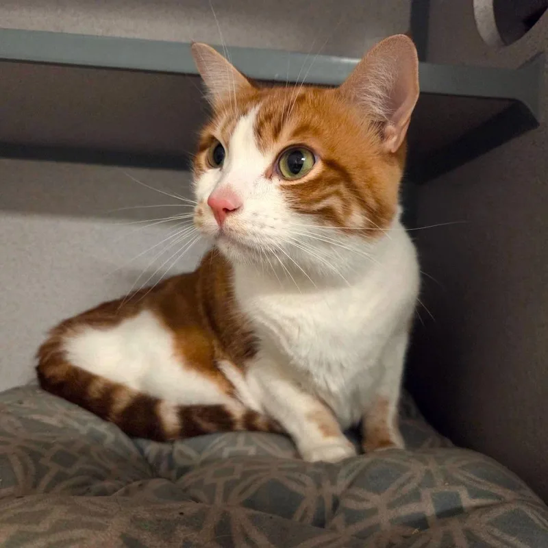 An adult large-sized male Orange / Red Domestic Short Hair cat named Mango for adoption in Port Charlotte, FL